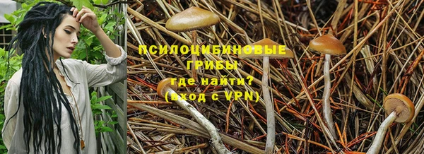ПСИЛОЦИБИНОВЫЕ ГРИБЫ Верея